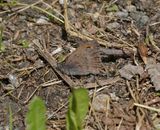 Grauw Zandoogje / Dusky Meadow Brown