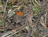 Grauw Zandoogje / Dusky Meadow Brown