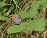 Grauw Zandoogje / Dusky Meadow Brown