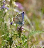 Icarusblauwtje / Common Blue