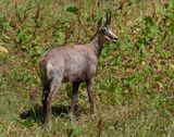 Gems / Chamois