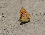 Bosrandparelmoervlinder / High Brown Fritillary