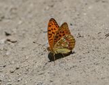Bosrandparelmoervlinder / High Brown Fritillary