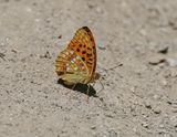 Bosrandparelmoervlinder / High Brown Fritillary