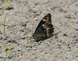 Zwitserse Boswachter / Lesser Rock Grayling