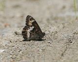 Zwitserse Boswachter / Lesser Rock Grayling