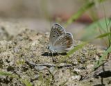 Turkooisblauwtje / Turquoise Blue