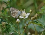 Turkooisblauwtje / Turquoise Blue
