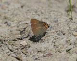 Iepenpage / White-letter Hairstreak