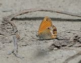 Tweekleurig Hooibeestje / Pearly Heath 