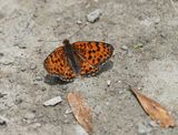 Tweekleurige Parelmoervlinder / Spotted Fritillary