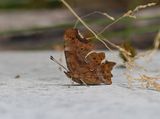 Gehakkelde Aurelia / Comma Butterfly