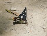 Blauwe IJsvogelvlinder / Southern White Admiral