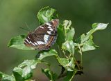 Grote IJsvogelvlinder / Poplar Admiral