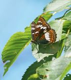 Grote IJsvogelvlinder / Poplar Admiral