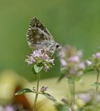 Witgezoomd Spikkeldikkopje / Safflower Skipper