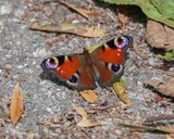 Dagpauwoog / Peacock Butterfly