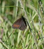 Bergerebia / Mountain Ringlet