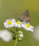 Iepenpage / White-letter Hairstreak