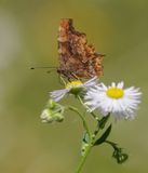 Gehakkelde Aurelia / Comma Butterfly