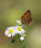 Morgenrood / Scarce copper