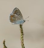 Turkooisblauwtje / Turquoise Blue