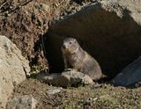 Alpenmarmot / Alpine Marmot