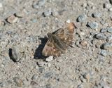 Pluimdikkopje / Tufted Marbled Skipper