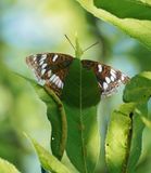 Grote IJsvogelvlinder / Poplar Admiral