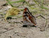 Grote Weerschijnvlinder / Purple Emperor