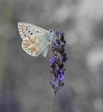 Bleek Blauwtje / Chalk-hill Blue