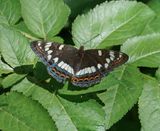 Grote IJsvogelvlinder / Poplar Admiral