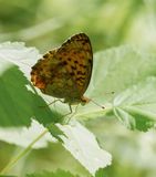 Braamparelmoervlinder / Marbled Fritillary