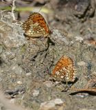 Zuidelijke Bosparelmoervlinder / Southern Heath Fritillary