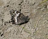 Zwitserse Boswachter / Lesser Rock Grayling