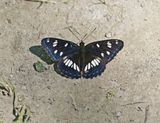 Blauwe IJsvogelvlinder / Southern White Admiral