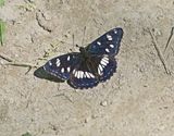 Blauwe IJsvogelvlinder / Southern White Admiral