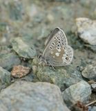Noordelijk Mansschildblauwtje / Arctic Blue or Glandon Blue