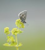 Noordelijk Mansschildblauwtje / Arctic Blue or Glandon Blue