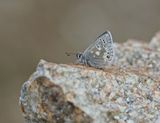 Noordelijk Mansschildblauwtje / Arctic Blue or Glandon Blue