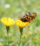 Witbonte Parelmoervlinder / Cynthias Fritillary