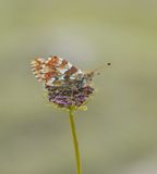 Bergparelmoervlinder / Mountain Fritillary
