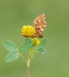 Herdersparelmoervlinder / Shepherds Fritillary