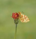 Herdersparelmoervlinder / Shepherds Fritillary
