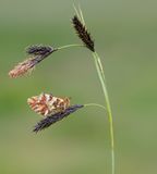 Herdersparelmoervlinder / Shepherds Fritillary