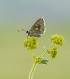 Noordelijk Mansschildblauwtje / Arctic Blue or Glandon Blue