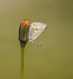 Noordelijk Mansschildblauwtje / Arctic Blue or Glandon Blue