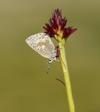 Noordelijk Mansschildblauwtje / Arctic Blue or Glandon Blue