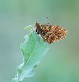 Titanias Parelmoervlinder / Titanias Fritillary