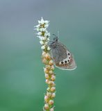 Alpenhooibeestje / Alpine Heath